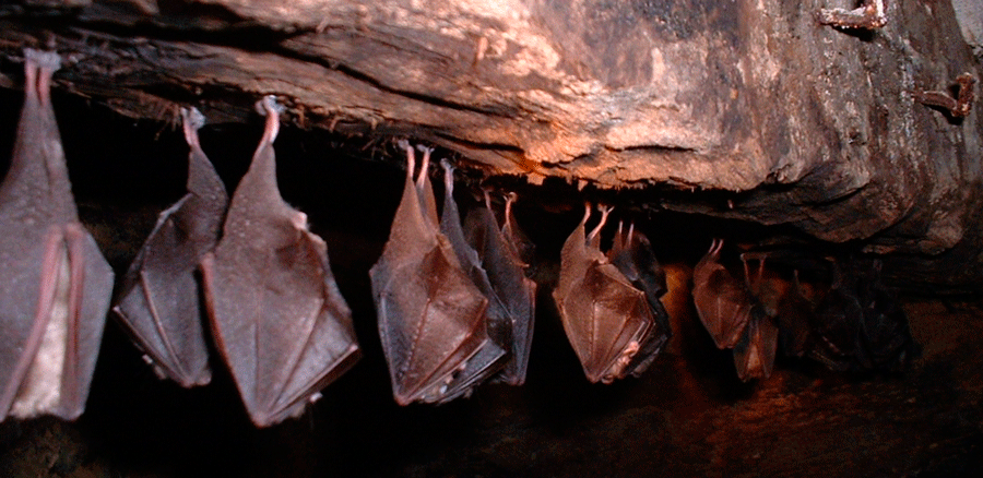 La ULPGC busca fórmulas más fiables para identificar murciélagos