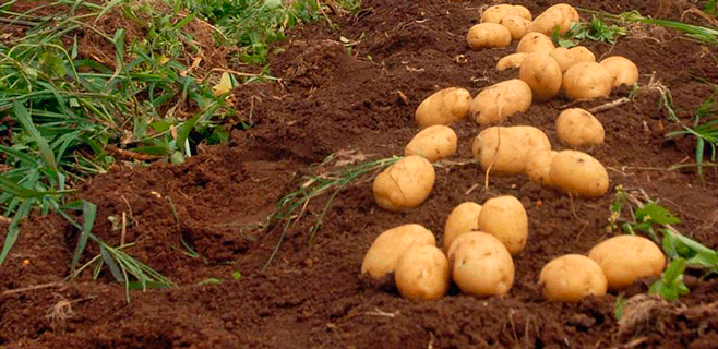 Productores alertan de los perjuicios de la importación masiva de papa