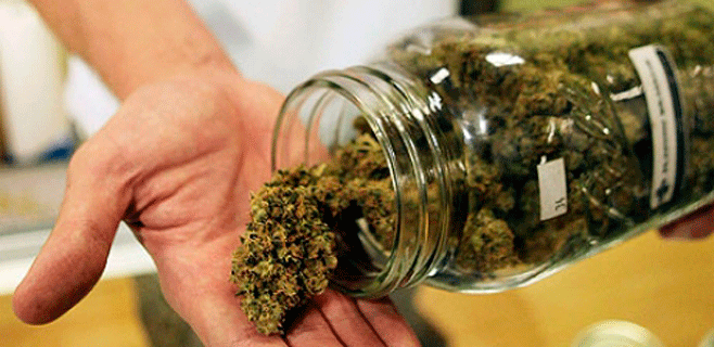 Reúnen miles de firmas para normalizar el consumo de cannabis