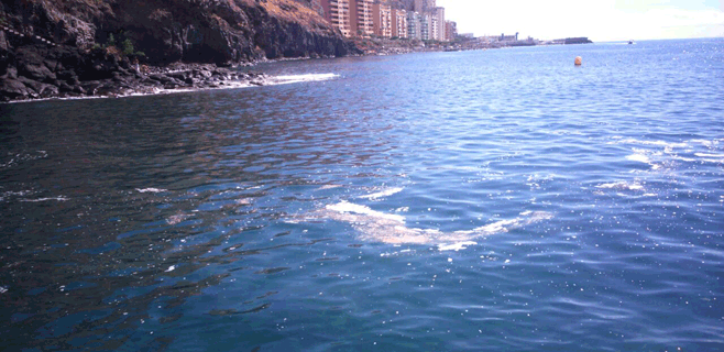 CC denuncia el lamentable estado de la llamada playa nudista de Tabaiba
