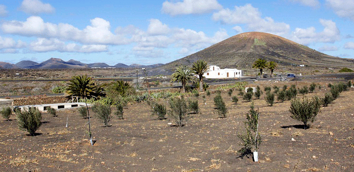 Cabildo de Lanzarote pone a la venta 4.000 plantas de olivos