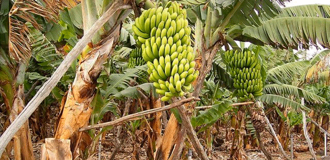 ASPROCAN reclama más protección ante la indefensión de productores