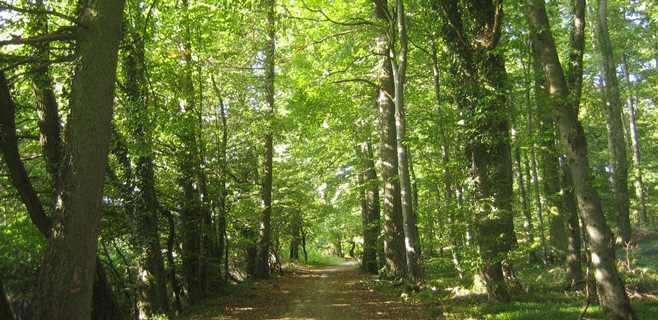Las enfermedades de los árboles pueden ayudar a los bosques