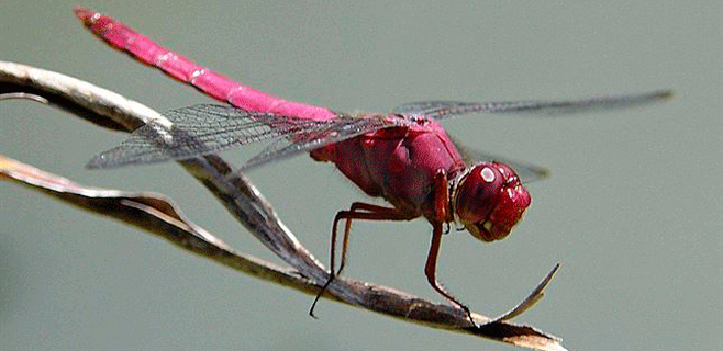 Los insectos surgieron a la vez que las primeras plantas