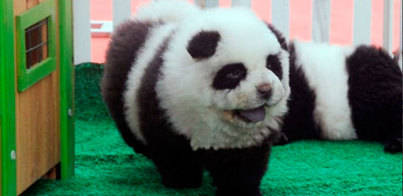 Un circo exhibía perros chow-chow como osos panda
