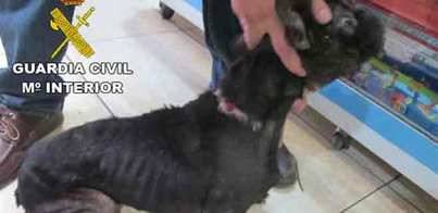 Imputado un hombre por maltratar a un bulldog francés