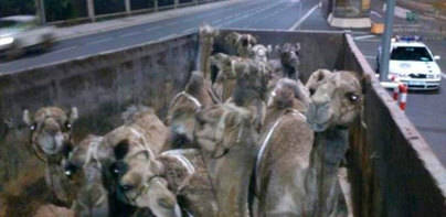Criadores de Camellos de Timanfaya niega el maltrato a dromedarios