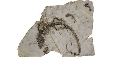 Los reptiles cuidaban de sus crías hace 160 millones de años