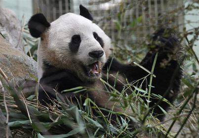 Animales en peligro de extinción: el oso panda