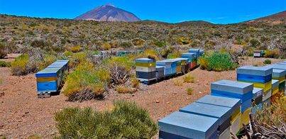 Las abejas en el Teide ponen en peligro la fauna y flora