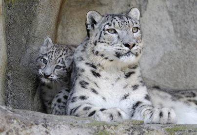 Animales en peligro de extinción: el leopardo de las nieves