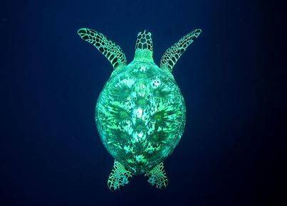 Animales en peligro de extinción: la tortuga verde marina