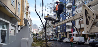 Santa Cruz inicia la extracción de las jacarandas