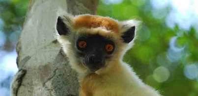 Animales en peligro de extinción: el sifaka de Tattersall