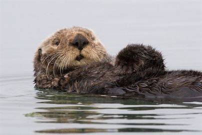 Animales en peligro de extinción: la nutria marina