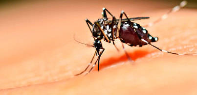 La vacuna contra el dengue llegará en 2016