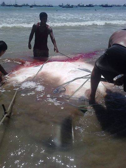 Una mantarraya de 1.000 kilos es capturada en La Cruz, Perú