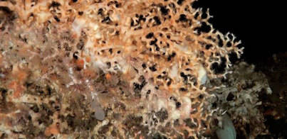 Hallan especies desconocidas en aguas canarias