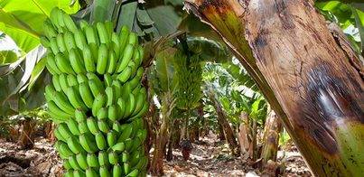 Renovada la certificación de la huella de carbono para Plátano de Canarias