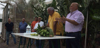 COAGRISAN cosecha los primeros plátanos ecológicos