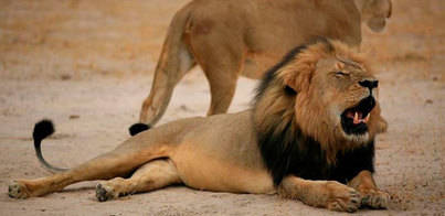 Zimbabue pide la extradición del cazador que mató a ‘Cecil’