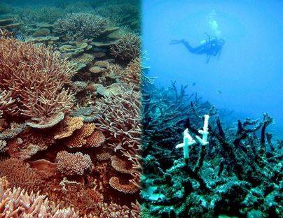 Los arrecifes de coral afrontan su desaparición