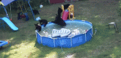 El baño en la piscina de la familia oso