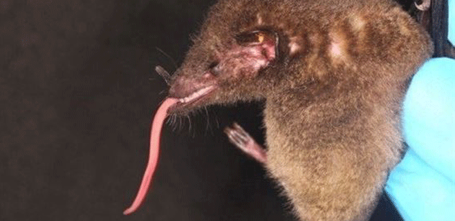 Descubierto un murciélago con una lengua descomunal