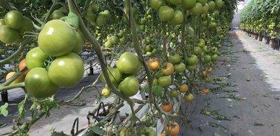 Innovación en el cultivo ecológico de tomate