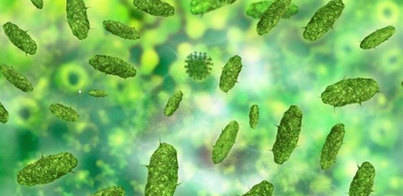 Descubiertos nuevos beneficios del trasplante fecal