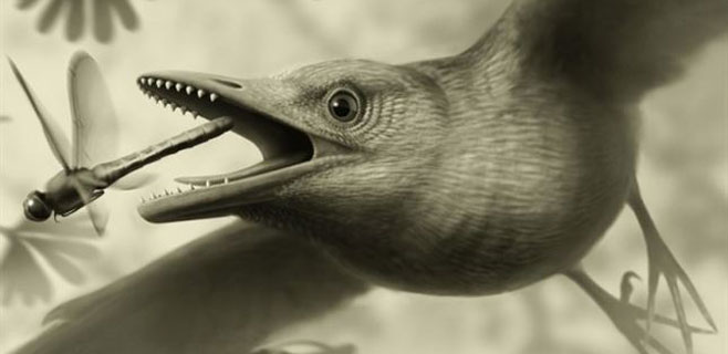 Un fósil demuestra que las aves volaron sobre los dinosaurios