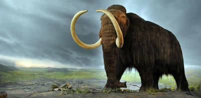 Los mamut se extinguieron por culpa de la caza humana