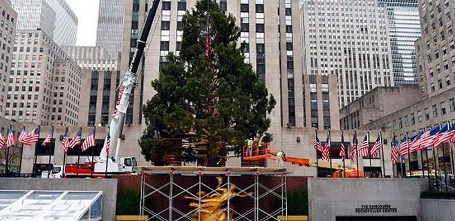Nueva York coloca el árbol de Navidad del Rockefeller Center