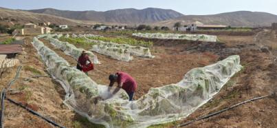 Arranca la vendimia en la DOP Islas Canarias – Canary Wine