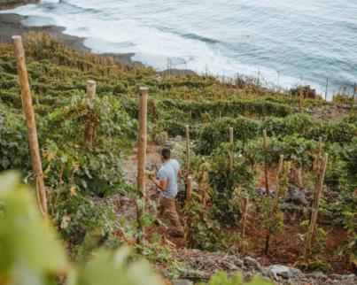 AVIBO muestra su disconformidad con el reparto del POSEI 2023 para el sector vitivinícola