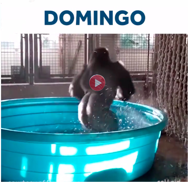 Descripción gráfica de la semana