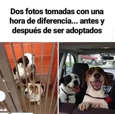 No compres, adopta
