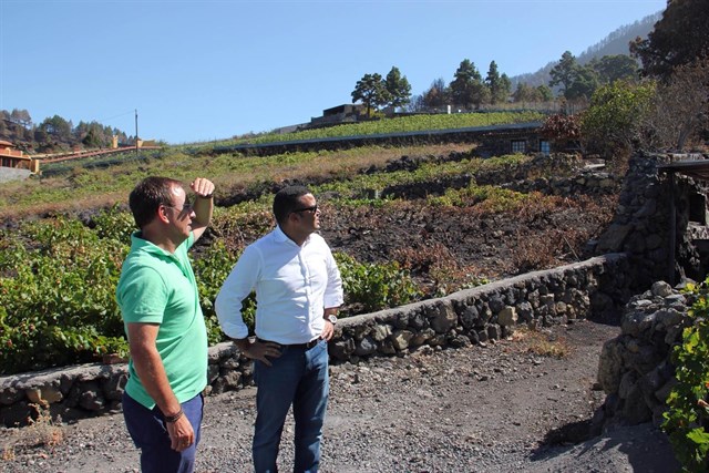 El viñedo, el cultivo más afectado por el incendio de La Palma