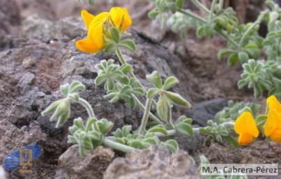 Aprueban seis planes de recuperación de flora endémica en peligro de extinción